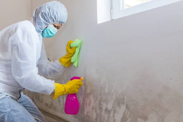 Professional Mold Inspection in English, IN